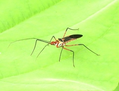 Zelus grassans
