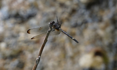 Dythemis