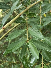 Ligustrum quihoui