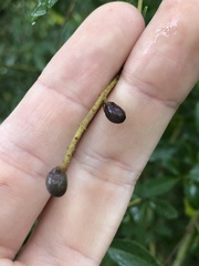 Ligustrum quihoui