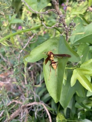 Polistes major major