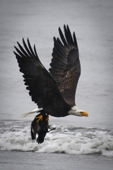 Haliaeetus leucocephalus washingtoniensis