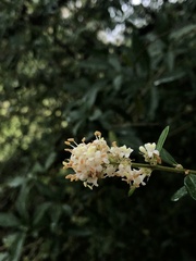 Ligustrum quihoui