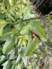 Polistes major major
