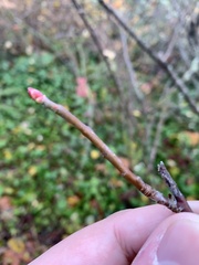 Oemleria cerasiformis