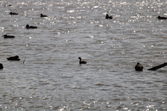 Poliocephalus rufopectus