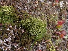 Racomitrium canescens latifolium