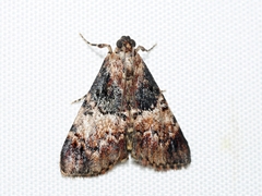 Orthaga thyrisalis