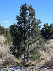 Pinus edulis