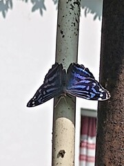 Myscelia ethusa ethusa