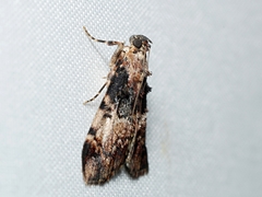 Orthaga thyrisalis