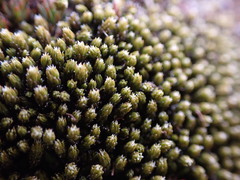Racomitrium canescens latifolium