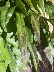 Nephrolepis biserrata