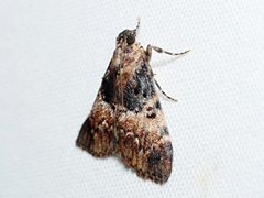 Orthaga thyrisalis