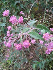 Lippia callicarpaefolia
