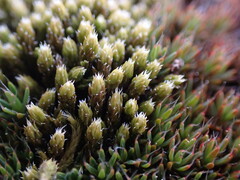 Racomitrium canescens latifolium