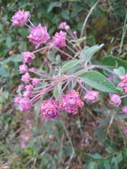 Lippia callicarpaefolia