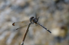 Dythemis