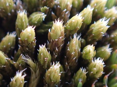 Racomitrium canescens latifolium