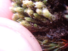 Racomitrium canescens latifolium