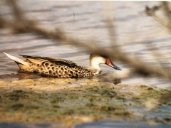 Anas bahamensis galapagensis