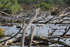 Poliocephalus poliocephalus