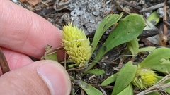 Polygala nana