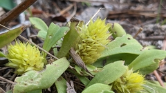 Polygala nana