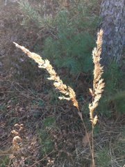 Sorghastrum