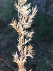 Sorghastrum