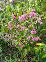 Lippia callicarpaefolia