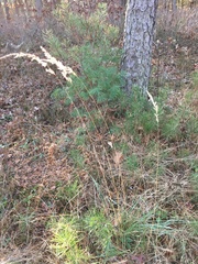 Sorghastrum