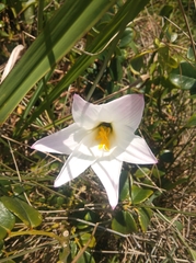 Zephyranthes robusta