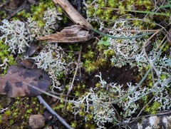 Cladonia rangiformis