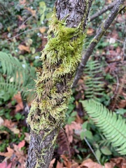 Homalothecium fulgescens