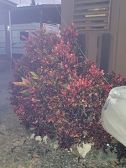 Codiaeum variegatum