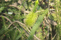 Melaleuca squarrosa