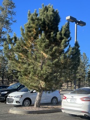 Pinus brutia eldarica