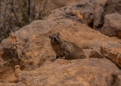 Procavia capensis