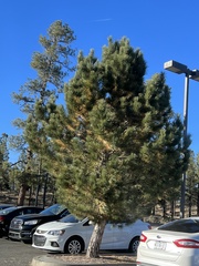 Pinus brutia eldarica