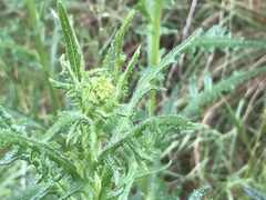 Senecio bathurstianus