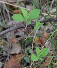 Lonicera periclymenum