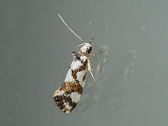 Machetis aphrobola