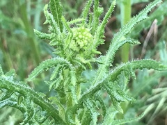 Senecio bathurstianus
