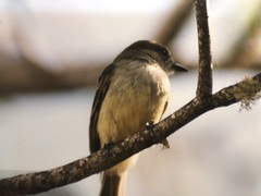 Myiarchus magnirostris