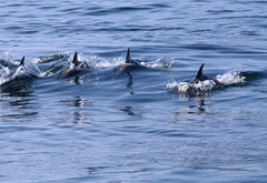 Delphinus delphis