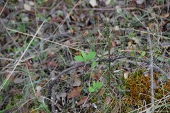 Lonicera periclymenum