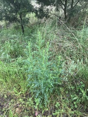 Senecio bathurstianus