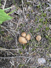 Lycoperdon molle