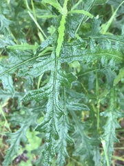 Senecio bathurstianus